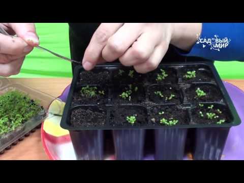 Видео: Как вырастить лобелию ЧАСТЬ 3. Сайт "Садовый мир"