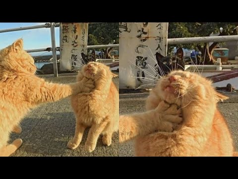 Видео: Кошки просто делают то, что у них получается лучше всего 🤣 Смешные видео с кошками 2025 🐱 Часть 101