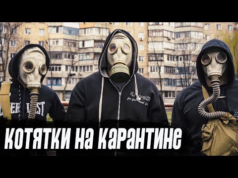 Видео: Воркаут на карантине: заруба котят в отжиманиях на брусьях