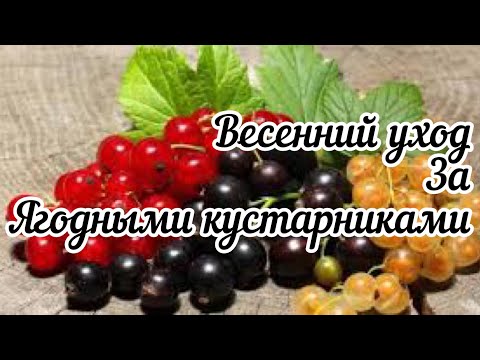 Видео: Уход за смородиной,крыжовником от А до Я