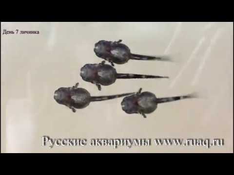 Видео: Стурисома панамская. Разведение. Практика