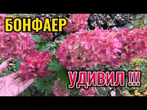 Видео: Этот супер сорт метельчатой гортензии продолжает нас приятно удивлять: Бонфаер цветет шикарно 🌺🍂