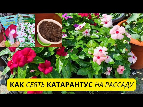 Видео: Как сеять КАТАРАНТУС на рассаду
