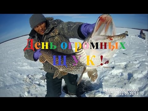 Видео: Fishing день огромных щук Якутия, ловим щук Yakutia