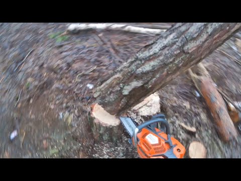 Видео: Что будет, если валить дерево в ветер? Опасный момент с Husqvarna 555!