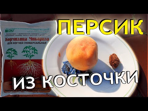 Видео: Как вырастить персик из косточки в домашних условиях? Как посадить и прорастить косточку персика?