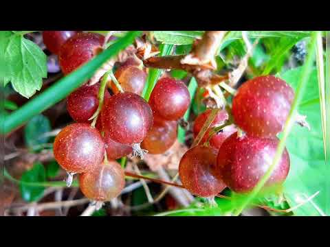 Видео: "Күүлэкээн уоттара"- сахалыы ырыа