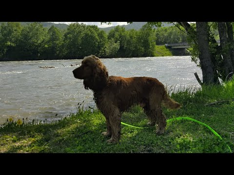 Видео: Dog Vlog Английский кокер спаниель Фреш❤️