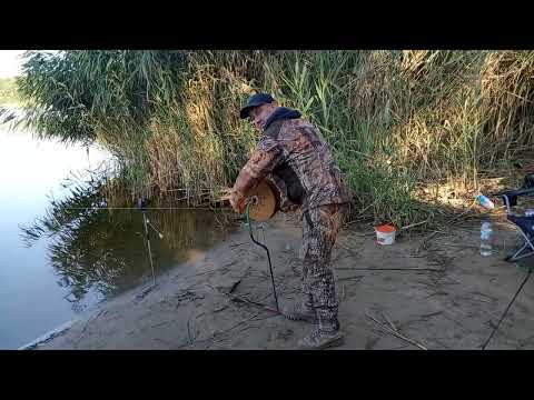Видео: Лов толстолобика на резинку с большой катушкой.