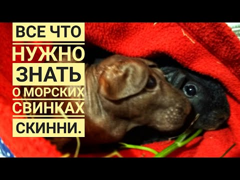 Видео: Морские свинки все что нужно знать.Лысые морские свинки Скинни!Посмотри и не говори,что не видел!