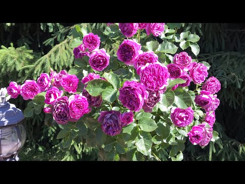 Видео: ЛУЧШИЕ ТОП 30  СОРТА РОЗ ЛЮБОГО САДА. КРАСОТКА ЦВЕТЕНИЯ РОЗ.