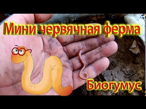 Видео: Мини червячная ферма (Биогумус)