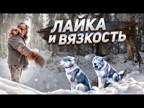 Видео: Лося в Тайге, всю ночь отлаяли собаки. Ночую в избе и волнуюсь.