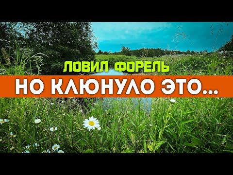 Видео: 👀 КТО НА САМОМ ДЕЛЕ живет в этом ручье? 🐍🎣 Со спиннингом в Диких местах #мормышинг