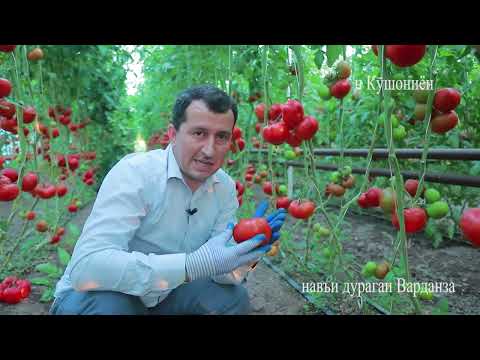 Видео: Памидори ( Тамат ) Варданза F1 Фирма Фито FITO Испания дар гармхонаи худам.