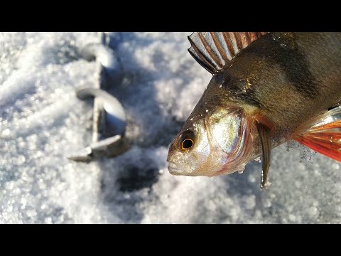 Видео: Ладога. Креницы. Рыбалка в конце марта.