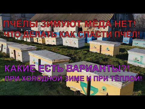 Видео: ПЧЁЛЫ ЗИМУЮТ МЁДА НЕТ что делать как спасти разный вид зимовки ☝️🤔🐝