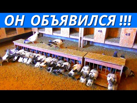 Видео: НЕТ такой породы голубей - "ВЕНГРЫ"❗  / pigeon pigeons