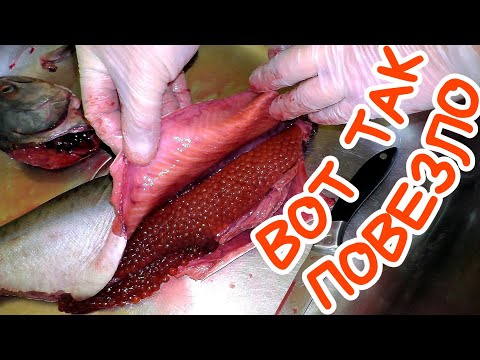 Видео: Домашние консервы из горбуши с икрой в автоклаве