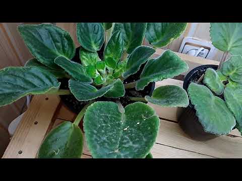 Видео: Клещ на  фиалках! Как определить?