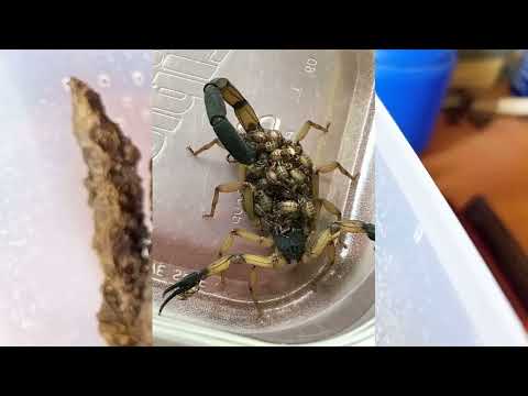 Видео: Скорпион Centruroides bicolor. Краткий обзор вида