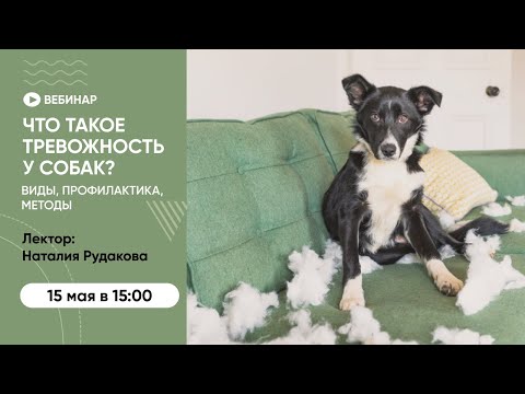 Видео: Вебинар «Что такое тревожность у собак? Виды, профилактика, методы»