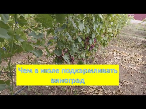 Видео: Чем и Как подкармливаю виноград. Июль 2024
