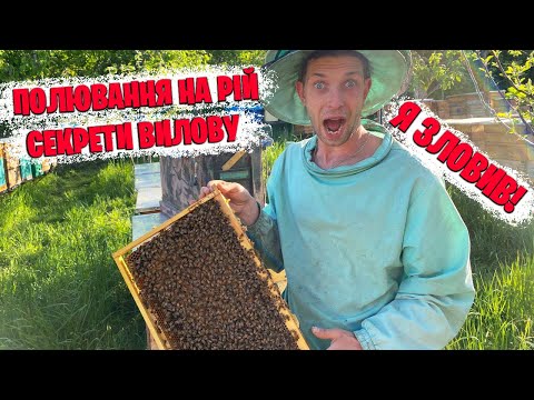Видео: Полювання на рій! Як зловити рій бджіл!