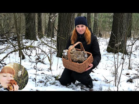 Видео: ГРИБЫ ПОСЛЕ МОРОЗА: как они себя чувствуют и как растут