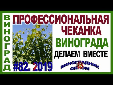 Видео: 🍇 ЗАЧЕМ чеканят виноград. ЗА и ПРОТИВ. Укорачивание побегов летом. Смотрим и чеканим правильно.