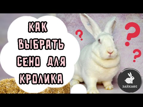 Видео: ПОЧЕМУ КРОЛИК НЕ КУШАЕТ СЕНО? КАК ВЫБРАТЬ СЕНО ДЛЯ КРОЛИКА ?