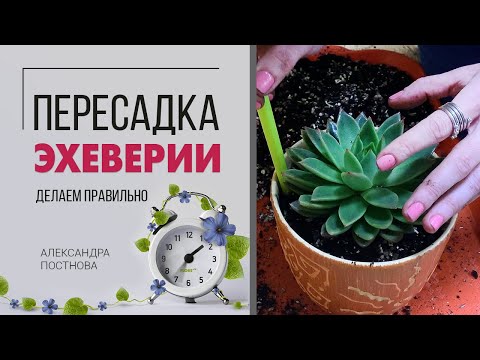 Видео: Пересадка эхеверии | Как пересадить эхеверию без травм