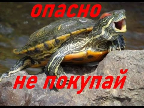 Видео: Не покупайте черепах! Обязательно посмотри перед покупкой!
