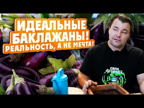 Видео: ИДЕАЛЬНЫЕ БАКЛАЖАНЫ - реальность, а не мечта!