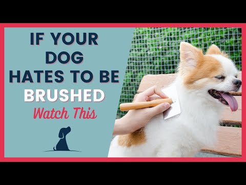 Видео: Уход за собакой: секрет расчесывания щенка