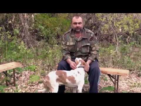 Видео: Эстонская и русская пегая гончие