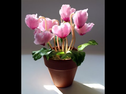 Видео: Лепка цветка цикламена из полимерной глины