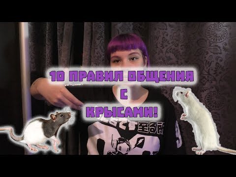 Видео: 10 ПРАВИЛ ОБЩЕНИЯ С КРЫСАМИ! ДЕКОРАТИВНЫЕ КРЫСЫ:СОДЕРЖАНИЕ И УХОД!