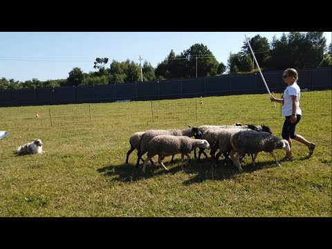 Видео: Пастушья работа бордер колли Хиро