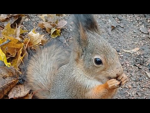 Видео: Не Хочу Грецкий  Орех 😏/Кедровый Орех на Выбор Хочу Очищенные 😍😋 #Наргиза-1986 #wildlife  #прикол 