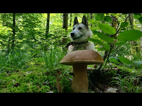 Видео: ГРИБНИЙ ЛІС Карпат