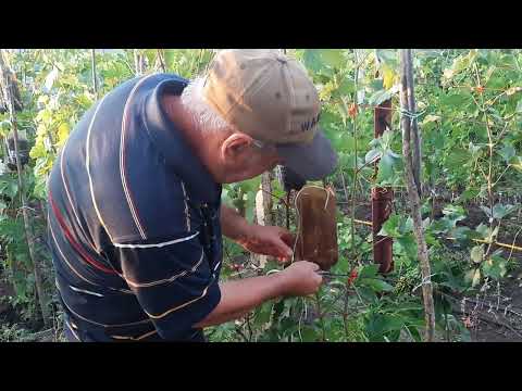 Видео: Делаем саженцы на воздушных отводках