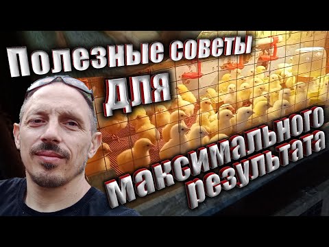 Видео: Важно Знать Для Выращивания! Выращивание Бройлеров В Домашних Условиях