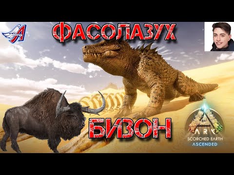 Видео: ARK Survival Ascended - ФАСОЛАЗУХ и БИЗОН (4серия)