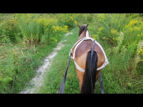 Видео: запріг кобилу у дерев'яний віз коні в роботі зірка на прогулянці