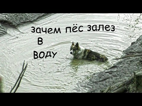 Видео: Поход в лес.Собака делает контент!Речка Батагайка.Поселок на севере