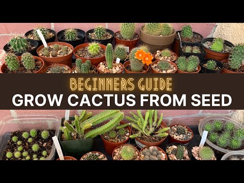 Видео: Как вырастить кактус из семян (руководство для начинающих) | #cactuscare #cactus