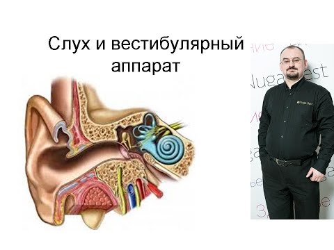 Видео: Слух и вестибулярный аппарат – VІІІ пара черепно-мозговых нервов.
