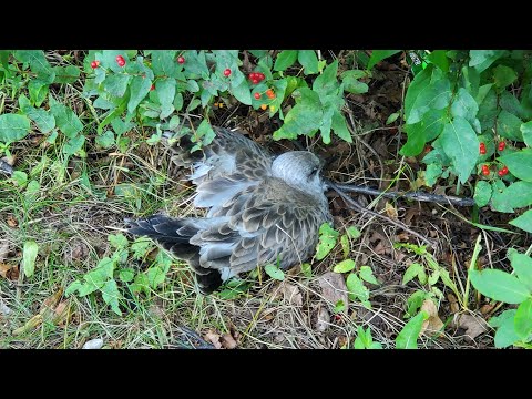 Видео: Птенец чуть не умер под палящим солнцем