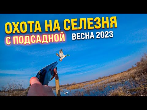 Видео: ОХОТА НА СЕЛЕЗНЯ с ПОДСАДНОЙ. Весна 2023.Открытие сезона! #охотанаселезня #охотасподсадной